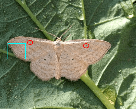 Idaea ochrata?  No, Scopula virgulata